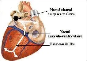 Cocher les réponses exactes :