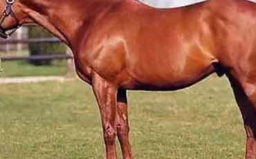 Quiz Galop 1