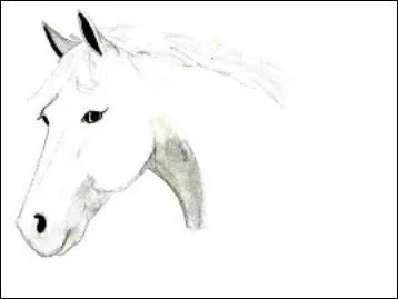 Comment est ce cheval ?