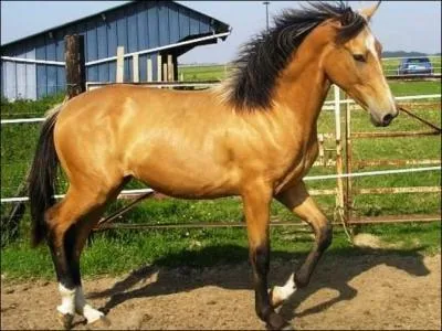 Quelle est cette robe ?