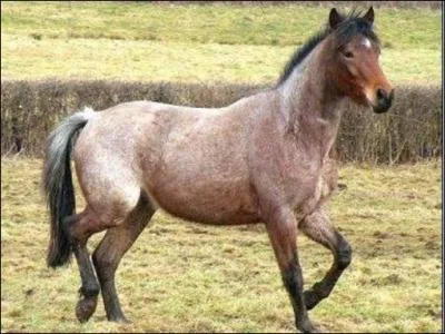 Quelle est cette robe ?