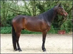 Comment appelle-t-on un cheval castré ?