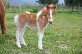 Qu'est-ce qu'un foal ?