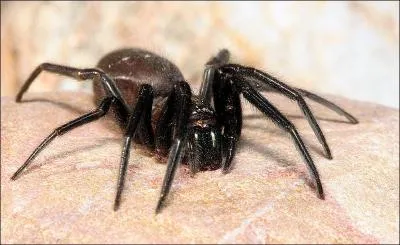 On peut trouver des mygales en plein Paris !