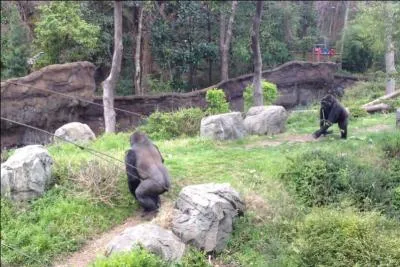 Il paraît qu'ils ont beaucoup de points communs avec nous, reconnais-tu ces primates ?