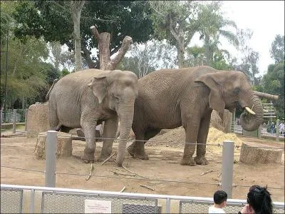 Voici deux éléphants, je suis sûr que tu vas les reconnaître, en partant de gauche à droite, surtout si tu agrandis la photo !