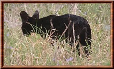 C'est très rare, mais ce petit félin d'Afrique peut lui aussi être noir, de qui s'agit-il ?