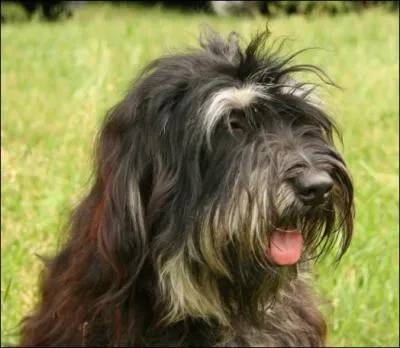 Le berger portugais exhibe une robe à poils longs et lisses, jaune, marron, fauve ou encore "louvet". De quelles couleurs est-elle donc dans le dernier cas ?