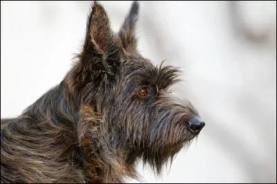 Le berger de Picardie a un poil dur, demi-long, "rêche", crissant sous les doigts. Que signifie l'adjectif entre guillemets ?