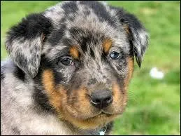 Le berger de Beauce peut avoir une robe "arlequin". Quelles en sont les couleurs ?