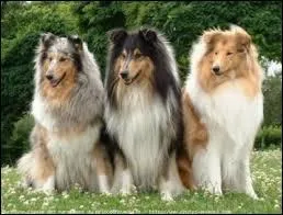 Le colley à poils longs peut arborer la belle robe de noir marqué de fauve, fauve charbonné ou encore :