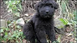 La robe du bouvier des Flandres est sèche et "mate". Que signifie l'adjectif entre guillemets ?