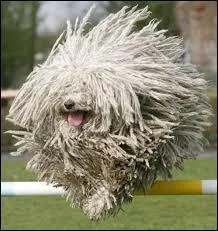 Le poil du grand berger hongrois, nommé "Komondor" a une forte tendance à s'emmêler et à feutrer, pourquoi ?