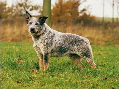 Le bouvier d'Australie a une robe bleue avec des taches noires ou feu sur la tête, soit "truitée" de rouge. Que signifie l'adjectif entre guillemets" ?