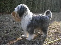 Le poil du Colley barbu est hirsute, oui, mais quoi encore ?