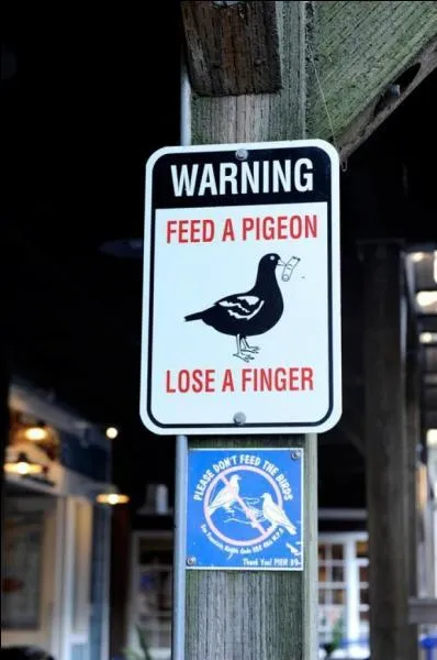 'Nourrissez un pigeon, perdez un doigt ! Maxime y a vécu dans une maison bleue.
