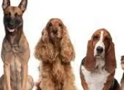 Quiz Les races de chiens