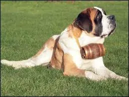 A quelle race appartient ce chien ?