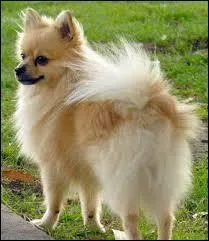 A quelle race appartient ce chien ?