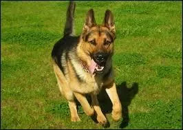 A quelle race appartient ce chien ?