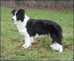 A quelle race appartient ce chien ?