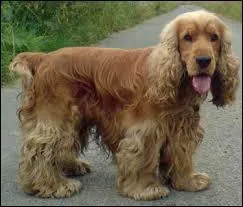 A quelle race appartient ce chien ?