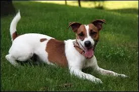 A quelle race appartient ce chien ?