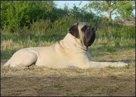 A quelle race appartient ce chien ?