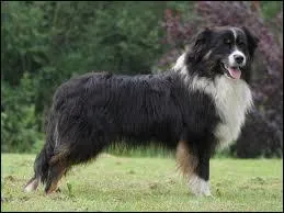 A quelle race appartient ce chien ?