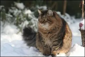 A quelle race appartient ce chat ?