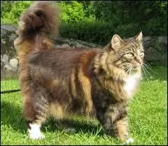 A quelle race appartient ce chat ?