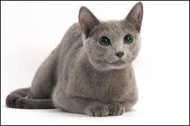 A quelle race appartient ce chat ?