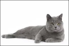 A quelle race appartient ce chat ?