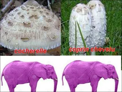 La photo est-elle exacte ?