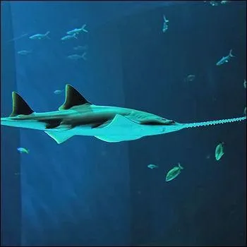 Un dosseret me renforce.