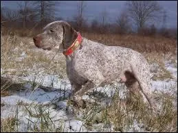 Le magnifique braque du Bourbonnais peut avoir une robe "fleur de pêcher". Quelles en sont ses couleurs ?