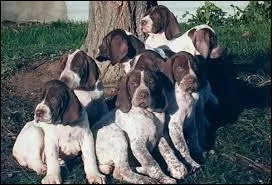 Le braque de type Gascogne a une tête forte, des oreilles arrondies et plissées à leur extrémité. Une de ses caractéristiques réside dans des [...] beaucoup plus descendues que celles du braque type Pyrénées.