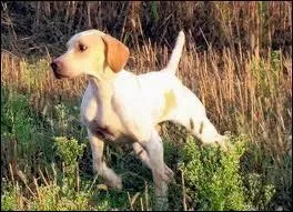 Le braque de l'Ariège a un dos très légèrement convexe. Que cela veut-il dire ?