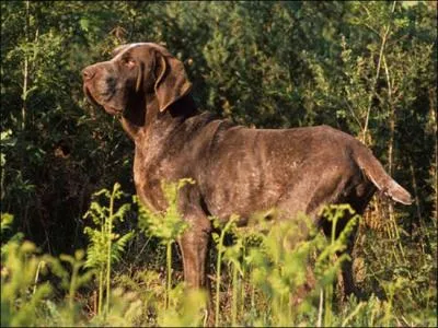 Le braque de Burgos, au cou puissant, chasse la plume et surtout la perdrix. En action, il pratique le trot "coulé".