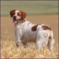 Très souvent l'épagneul breton est anoure. Que cela veut-il dire ?