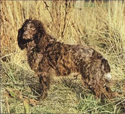 De quelle couleur est la robe à reflets feuille-morte de l'épagneul de Pont-Audemer ?