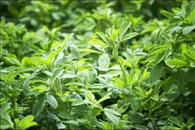 C'est en sortant de son terrier qu'elle repéra cette délicieuse odeur de luzerne, elle risqua un oeil dans les environs, aucun renard, aucun faucon, elle pouvait manger tranquille et regagner ensuite la rabouillère, où ses petits l'attendaient !