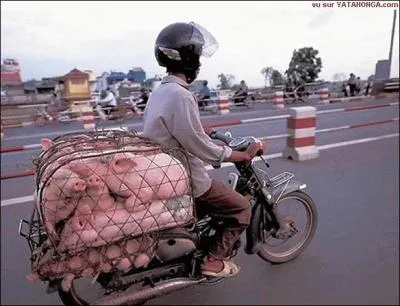 Caché dans la savane africaine, il vit ses cousins passer, et se dit que la vie était vraiment injuste, tout en se félicitant d'être libre !