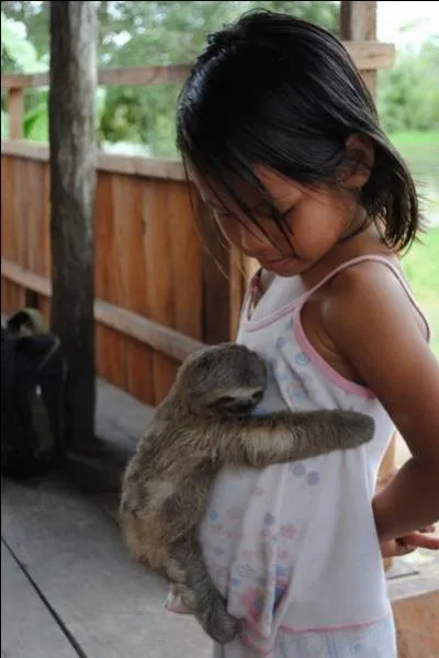 Perché sur son arbre, il détaillait la jungle de son oeil perçant, un léger mouvement l'alerta, à environ trois cent mètres de lui, il venait de repérer un paresseux, sa proie favorite, d'un rapide coup d'ailes, il s'élança !