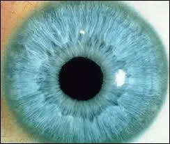 Comment se nomme la partie noire de cet il ?