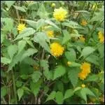 Si vous ne faites pas attention, cette plante devient vite envahissante. Quel est son nom ?