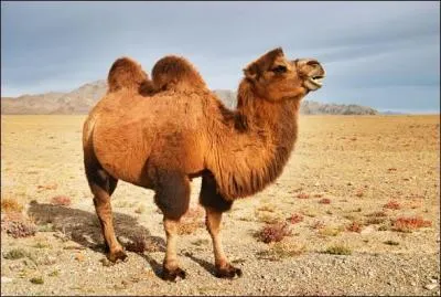 Pourquoi élève-t-on les chameaux au Soudan et dans le Nord du Kenya ?