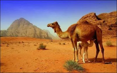 Le lait d'une chamelle est-il plus riche que le lait d'une vache ?