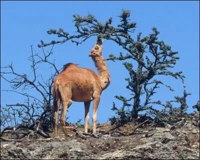 Le chameau peut délaisser son régime herbivore pour manger occasionnellement des restes de poissons ou d'animaux :