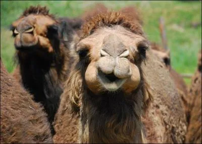 Un chameau énervé peut vous cracher à la figure :